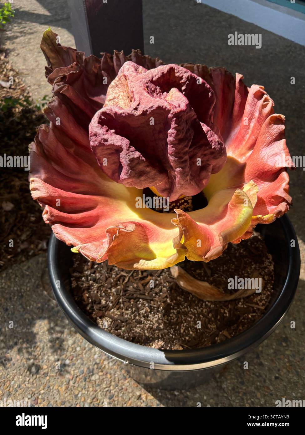 Elephant Yam (Amorphophallus paeoniifolius) nativo dell'Australia che fiorisce in vaso, Cairns, Queensland, Australia Foto Stock