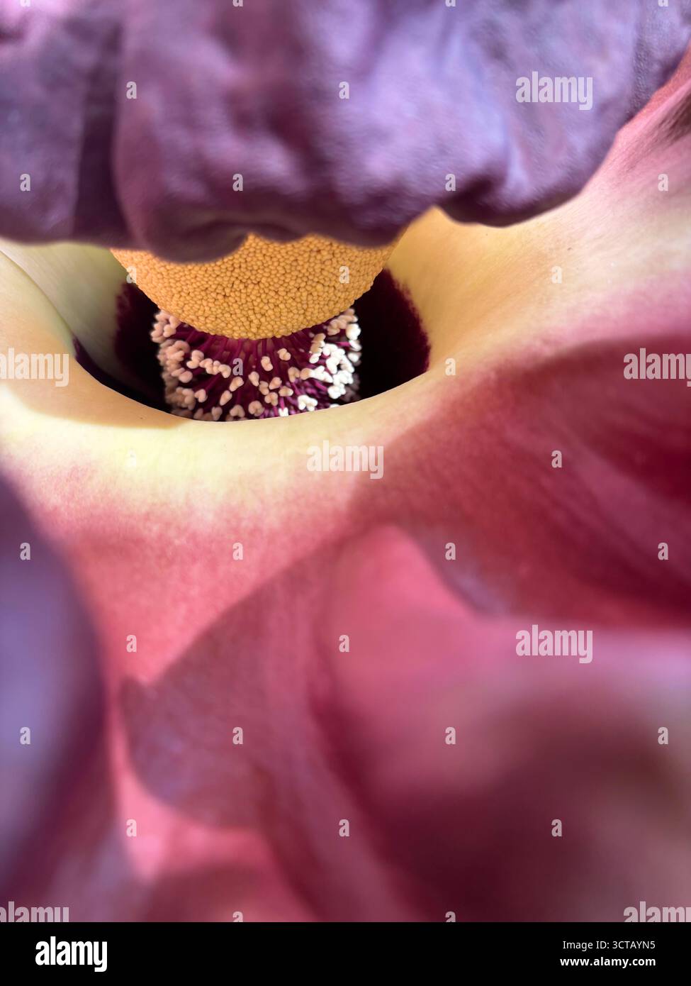 Dettaglio del fiore di Elephant Yam (Amorphophallus paeoniifolius) nativo dell'Australia, Cairns, Queensland, Australia Foto Stock