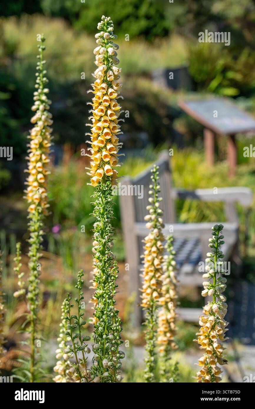 Bellevue, Washington, Stati Uniti. D'estate, di fronte a una panchina del parco, sono presenti punte di fiori di Foxglove gialli Foto Stock