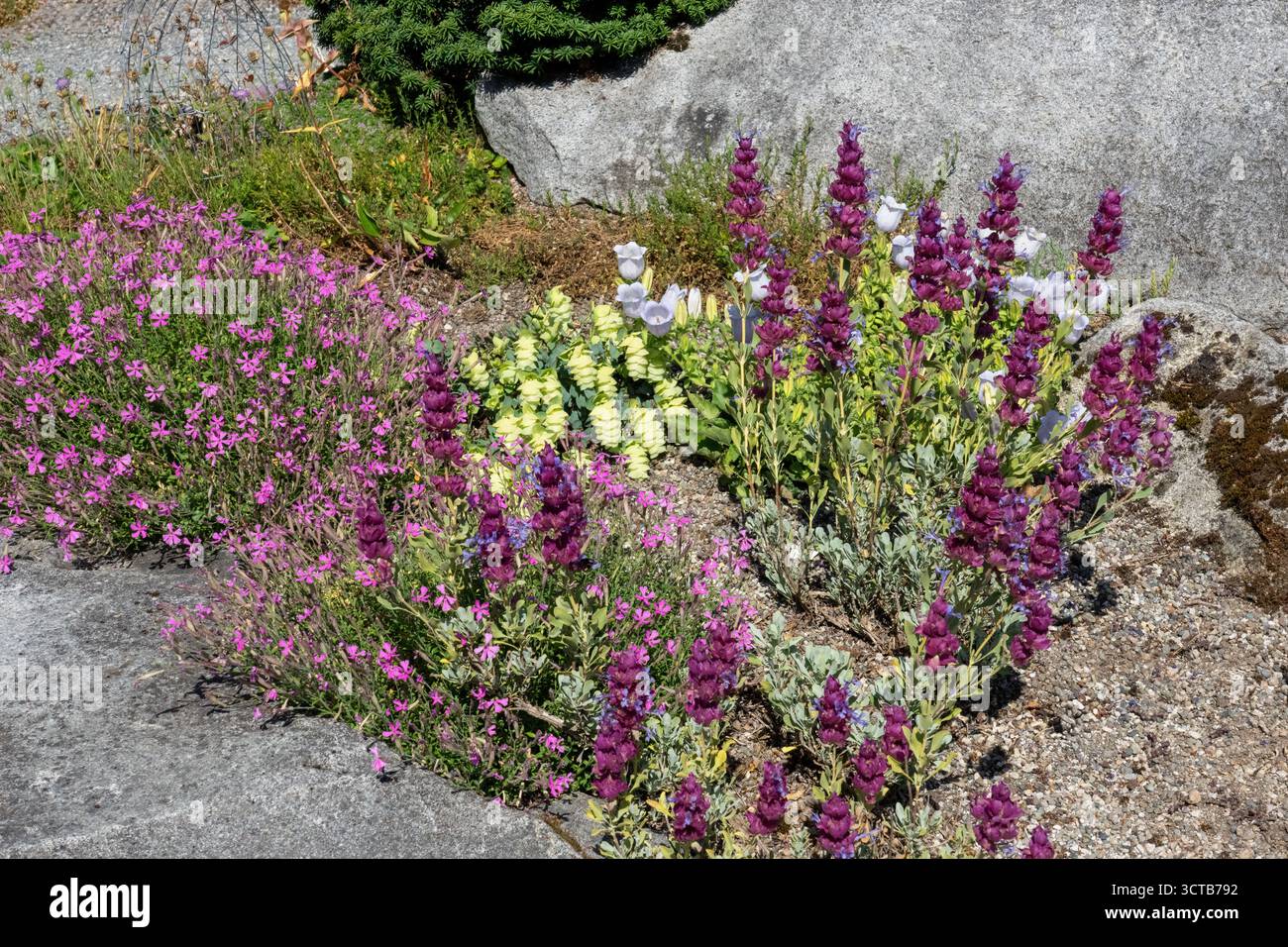 Bellevue, Washington, Stati Uniti. Giardino roccioso pieno di fiori, tra cui ornamentale origano, campane di Canterbury, campion caucasico e salvia Blu. Foto Stock