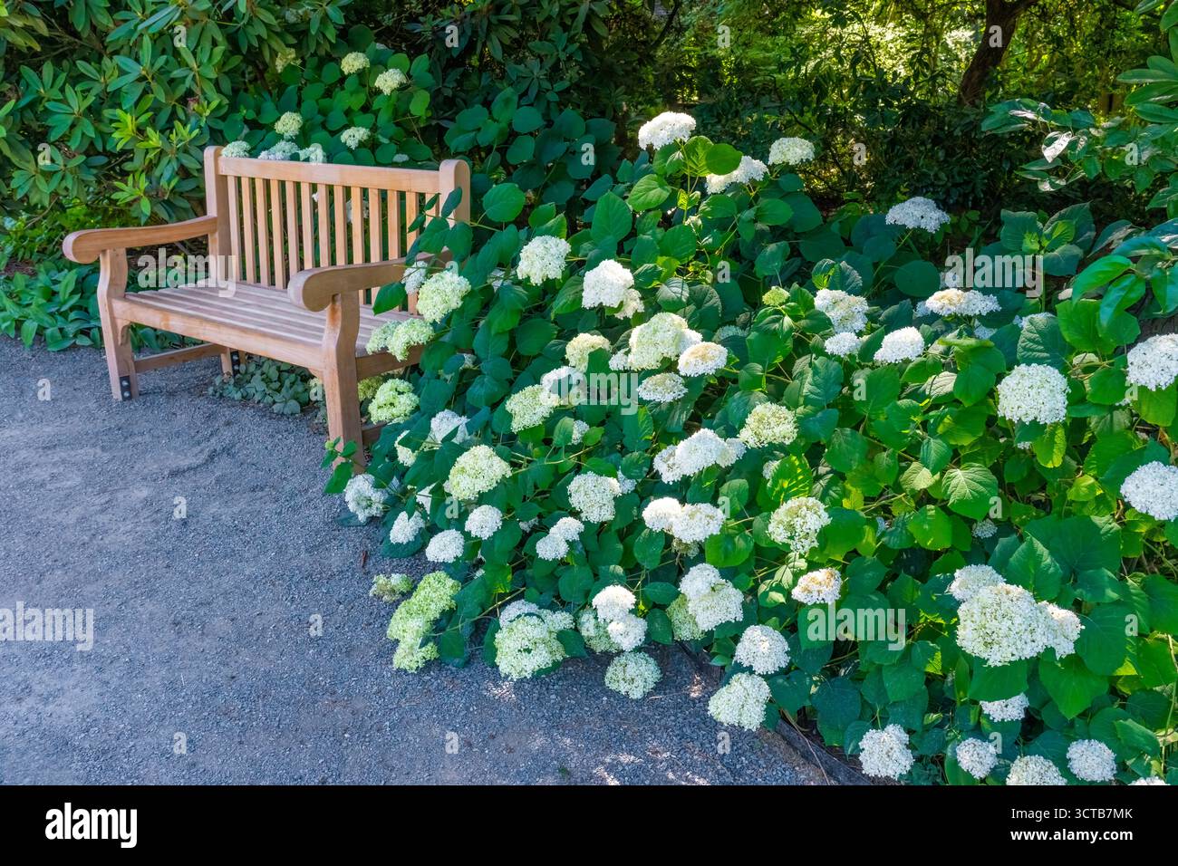 Bellevue, Washington, Stati Uniti. Ortensie bianche in fiore accanto a una panchina del parco lungo un sentiero di ghiaia Foto Stock