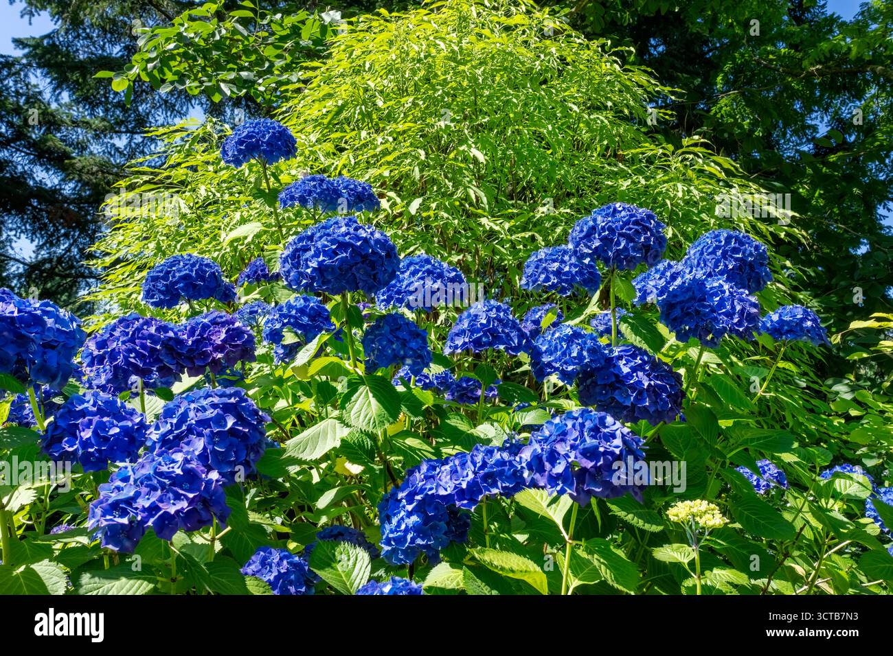 Bellevue, Washington, Stati Uniti. Ortensie blu in fiore Foto Stock