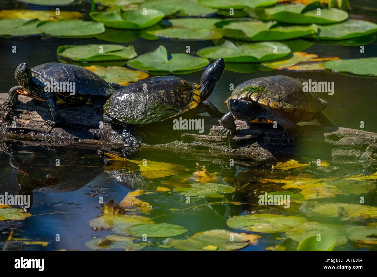 Juanita Bay Park, Kirkland, Washington, Stati Uniti. Tartarughe dipinte in stile occidentale poggiate su un tronco in acqua con lilypad. Foto Stock