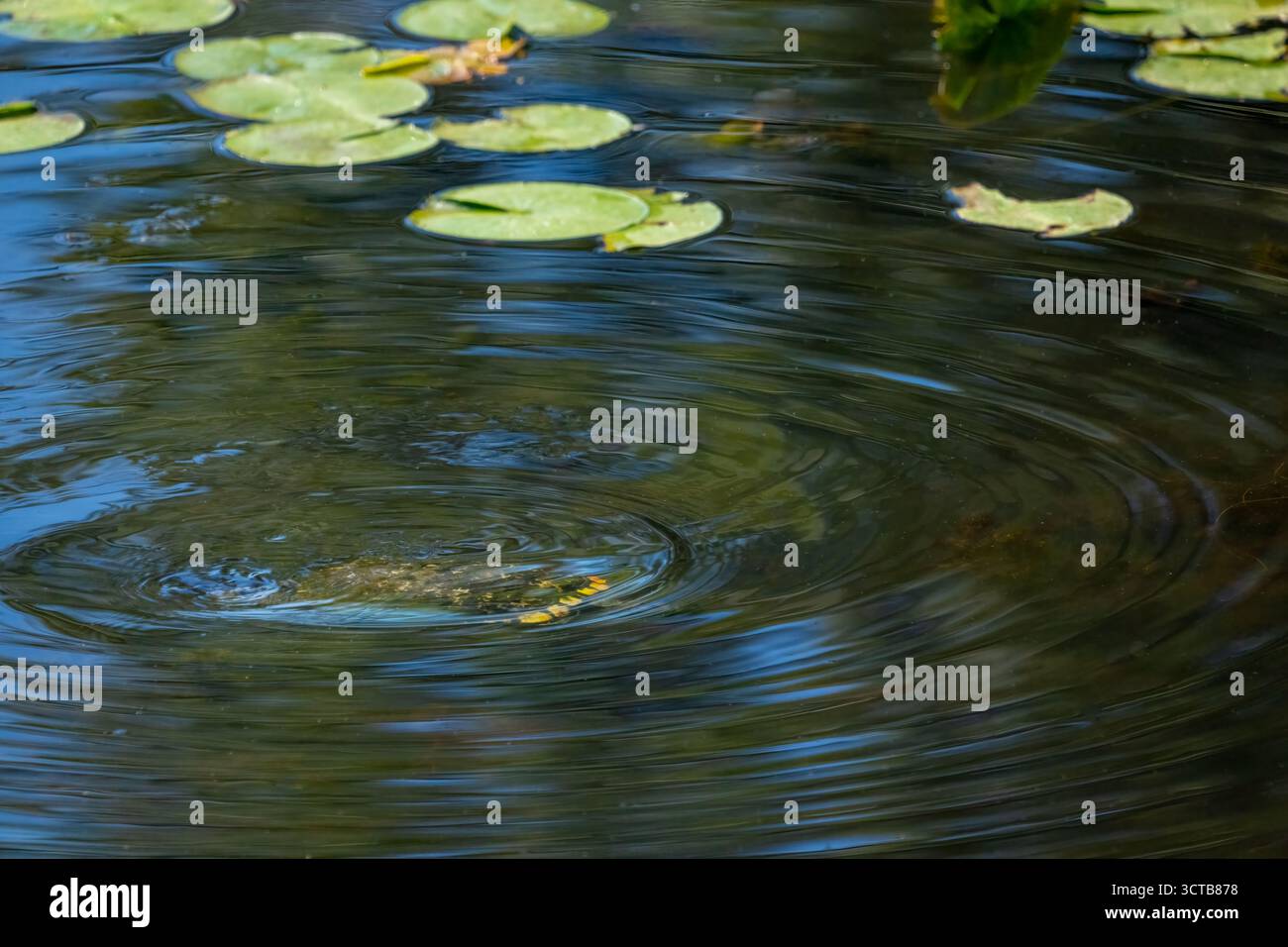 Juanita Bay Park, Kirkland, Washington, Stati Uniti. WESTERN Painted Turtle nuotare proprio sotto la superficie dell'acqua Foto Stock