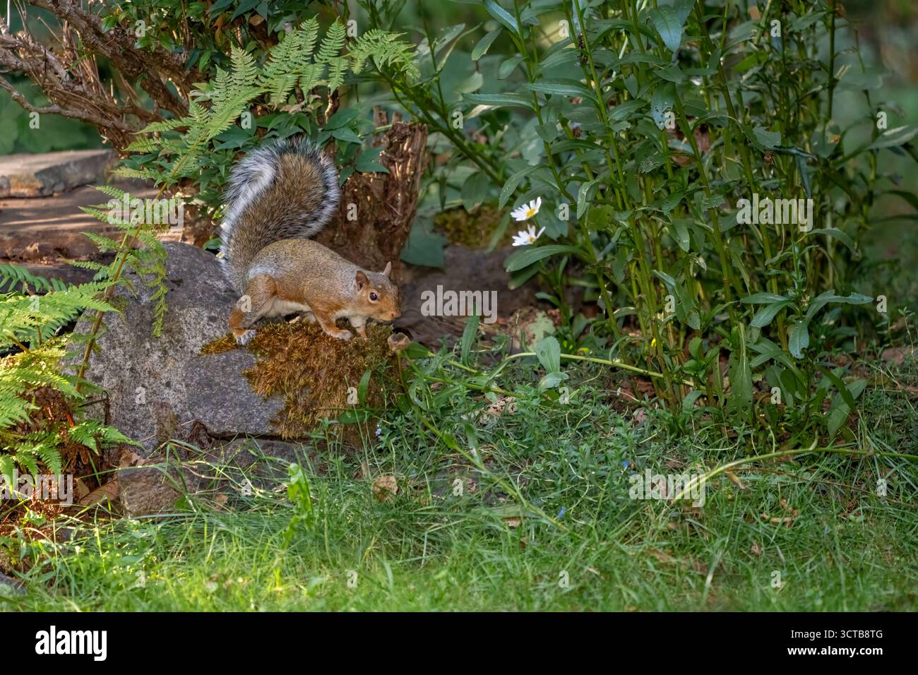 Issaquah, Washington, Stati Uniti. WESTERN Grey Squirrel si arrampica su alcune rocce ai margini di un cortile Foto Stock