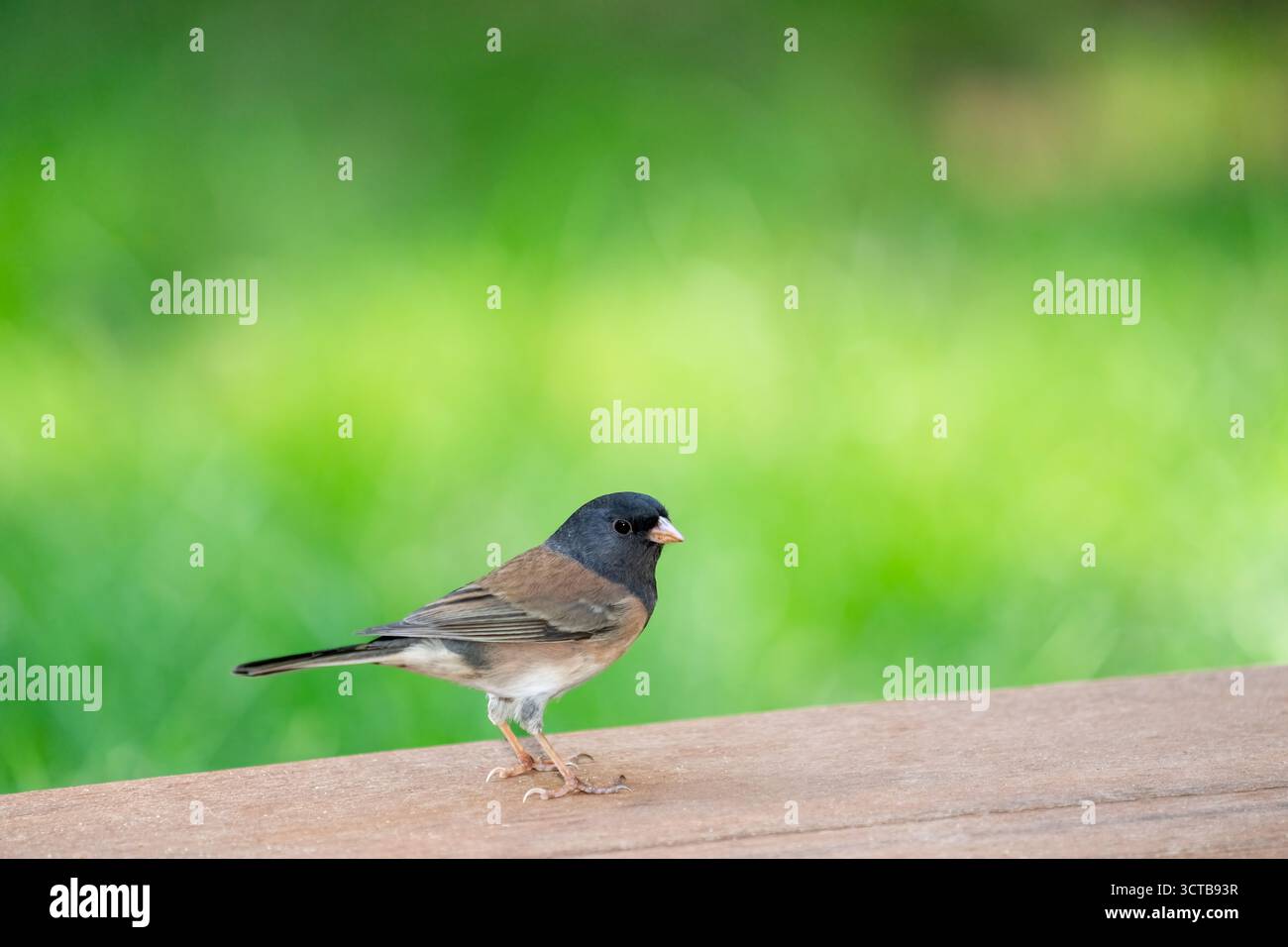 Issaquah, Washington, Stati Uniti. Donna Dark Eyed Junco in piedi sul bordo di un ponte Foto Stock