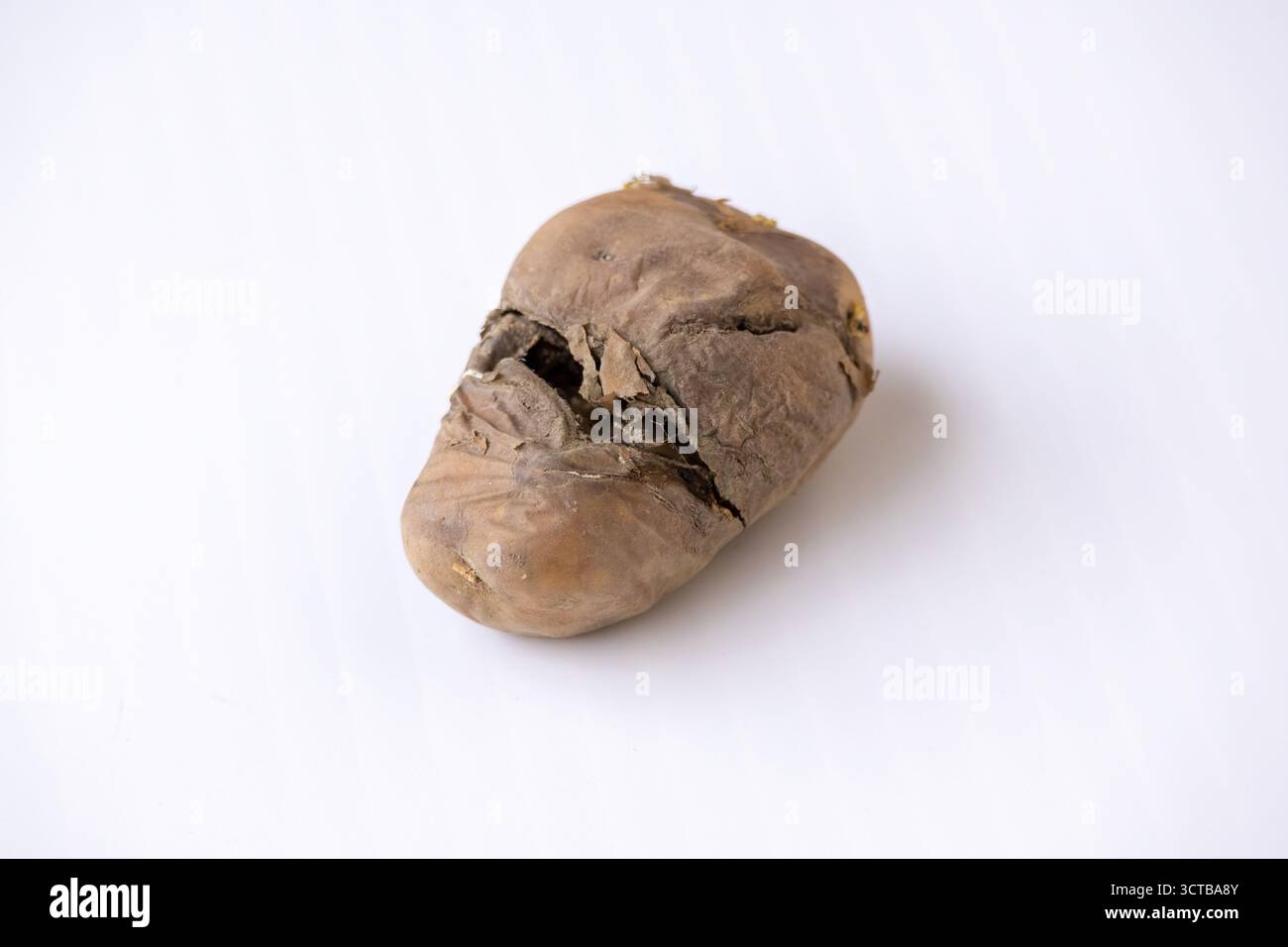 Primo piano di una patata malata e marcificante isolata su sfondo bianco. Concetto di spreco alimentare, contaminazione, malessere agricolo, verdure viziate Foto Stock