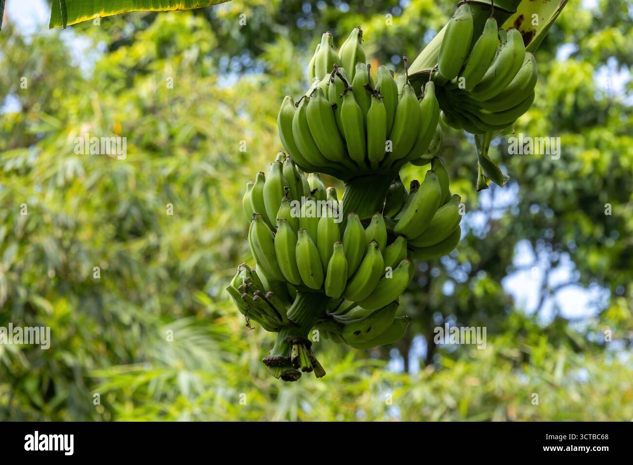 Foto dettagliata di un grande gruppo di banane verdi acerite in un'azienda agricola. Raccolto tropicale da un banano del villaggio. Cibo intero sano, crudo e naturale Foto Stock