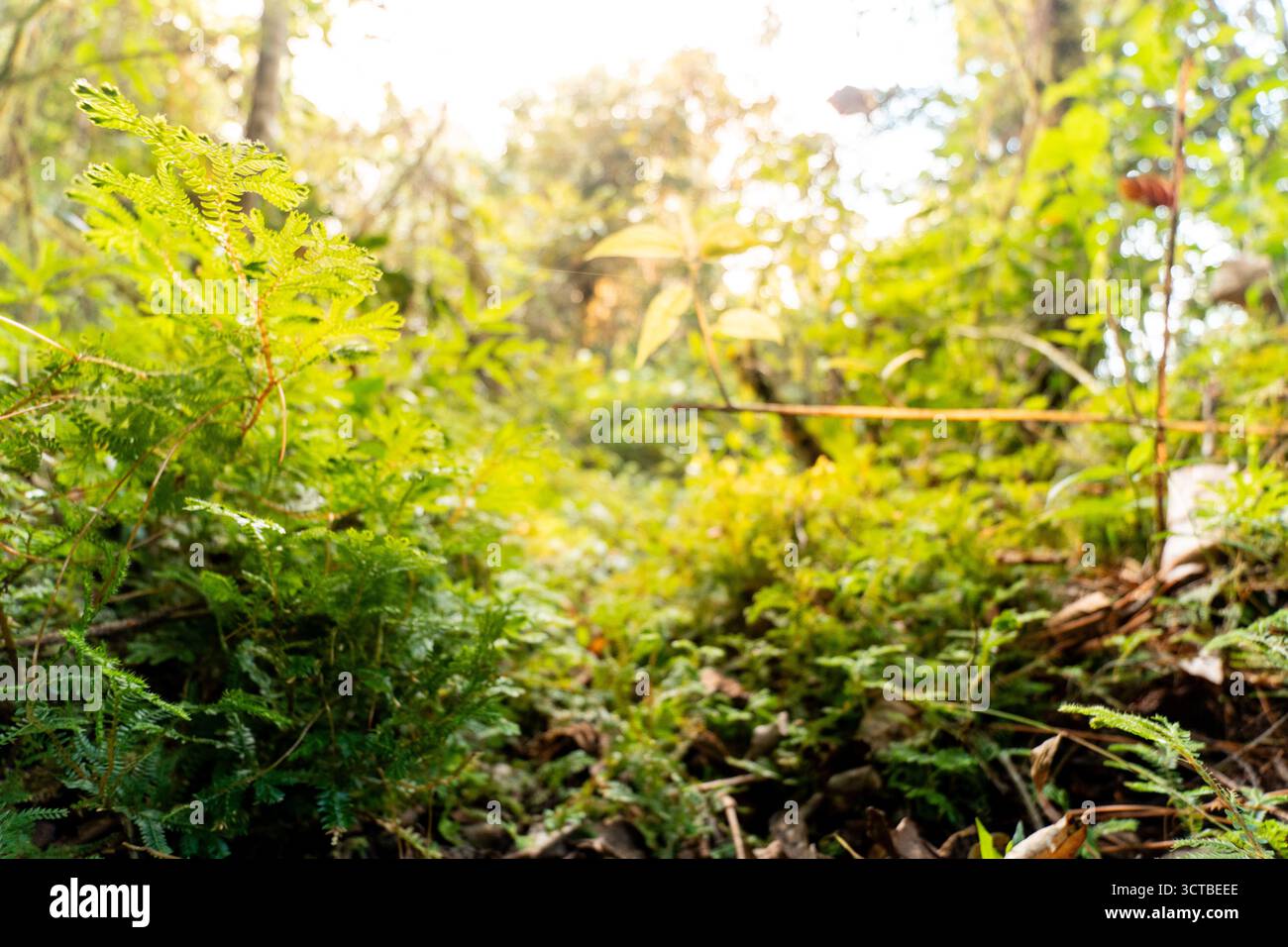 Una splendida foto ravvicinata di felci e muschio verdi rigogliosi su un terreno boschivo. Foto Stock