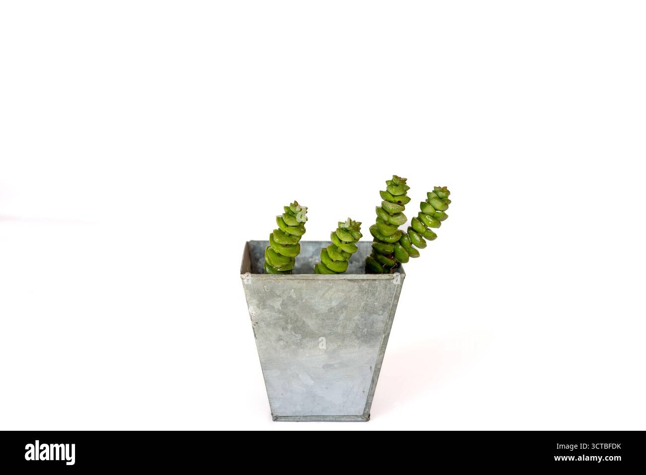 Collana Crassula Baby's impilata succulenta in metallo galvanizzato su sfondo bianco con spazio copia Foto Stock