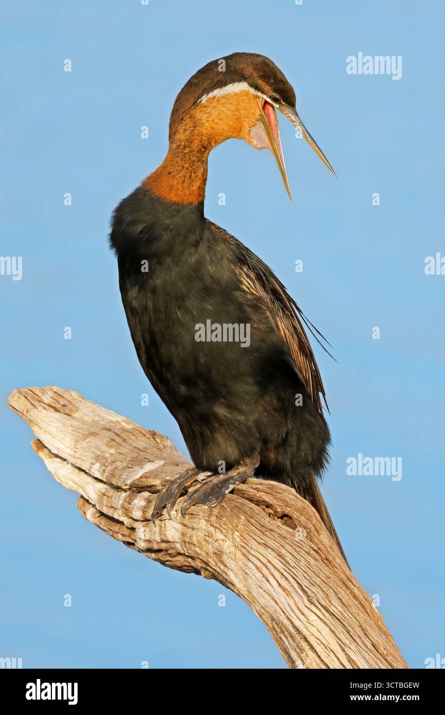 Un darter africano (Anhinga rufa) arroccato su un ramo dell'habitat naturale, il Parco Nazionale di Pilanesberg, Sudafrica Foto Stock