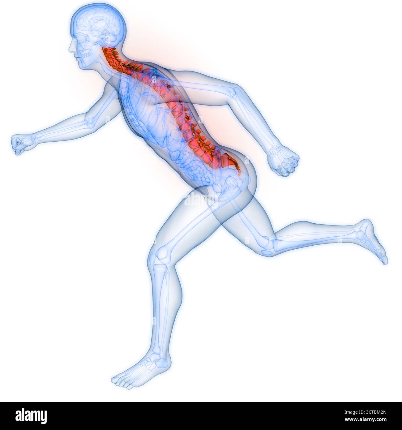 Colonna vertebrale del midollo spinale dell'anatomia del sistema scheletrico umano Foto Stock