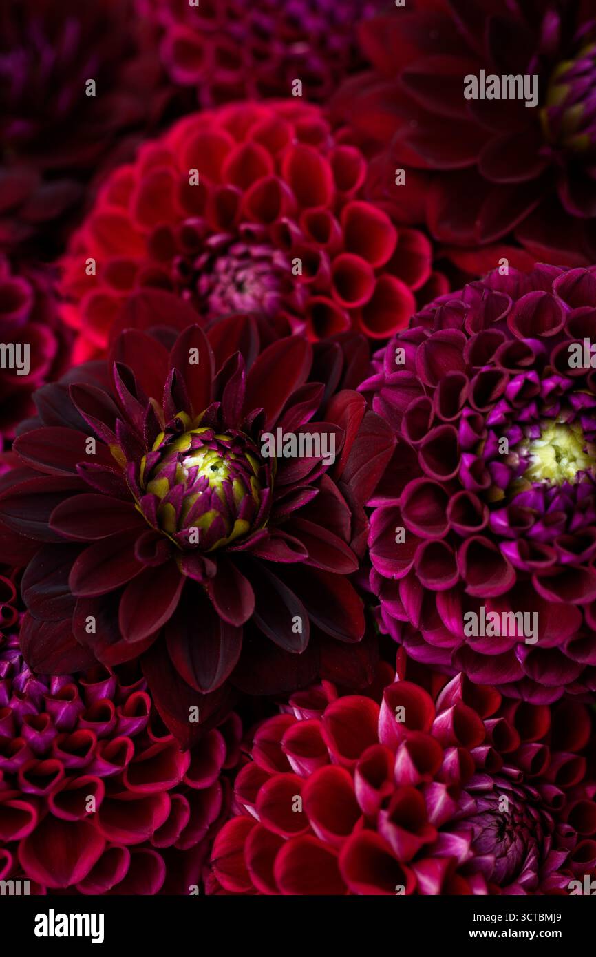 Rosso Borgogna dahlia fiorisce sullo sfondo. Fiori di dahlia rosso scuro e marrone da vicino. Carta da parati floreale. Foto Stock