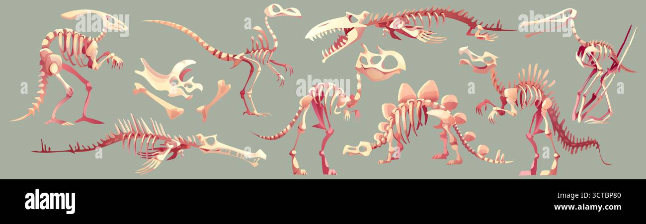 Collezione di fossili di scheletro di dinosauro cartoni animati per illustrazione paleontologica o grafica museale. Varie specie di stegosaurus, raptor e pterodattilo con ossa. Set di anatomia preistorica delle creature. Illustrazione Vettoriale