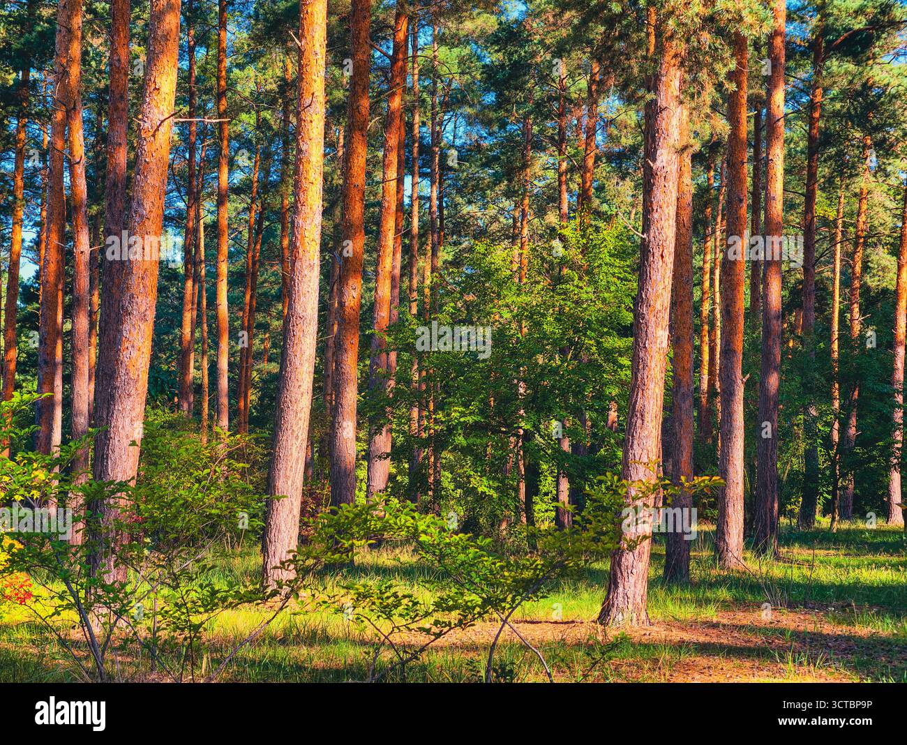 Foresta di pini illuminata dal sole in altissima risoluzione: Tranquillo paesaggio boschivo con alberi alti, luce naturale e vivace fogliame verde. Sfondo naturale Foto Stock