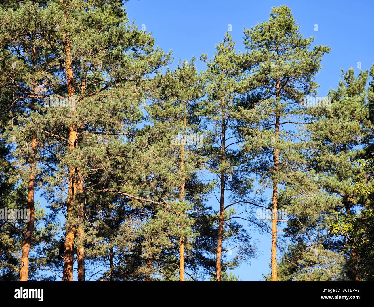Splendida foresta di pini illuminata dal sole in un paesaggio boschivo ad altissima risoluzione con alberi alti, luce naturale e vivace fogliame verde. Sfondo naturale Foto Stock