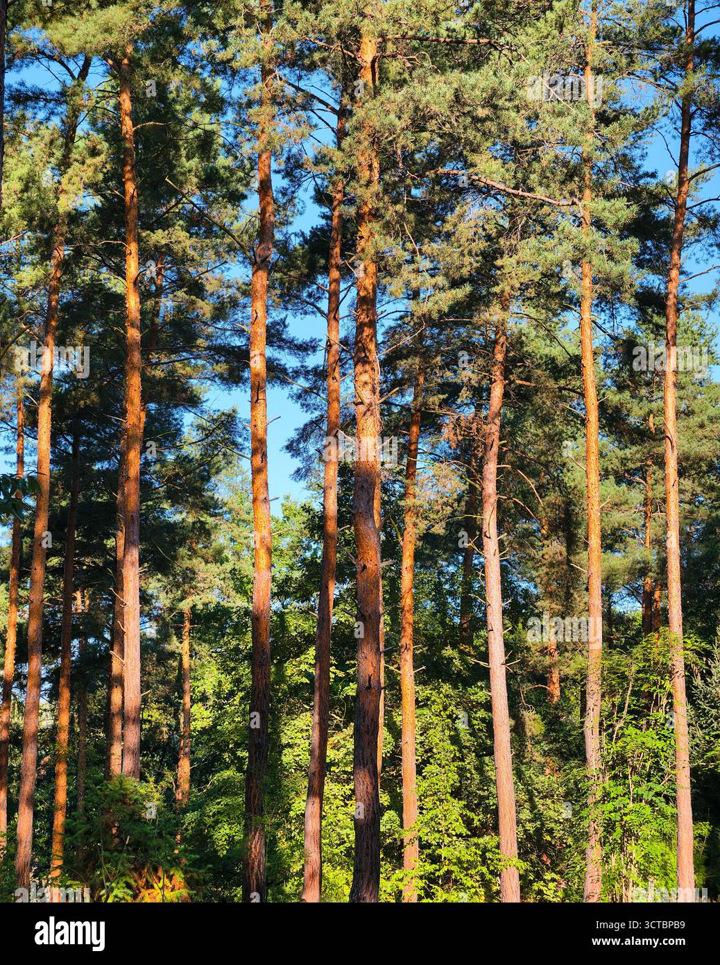 Foresta di pini illuminata dal sole in altissima risoluzione: Tranquillo paesaggio boschivo con alberi alti, luce naturale e vivace fogliame verde. Foto Stock