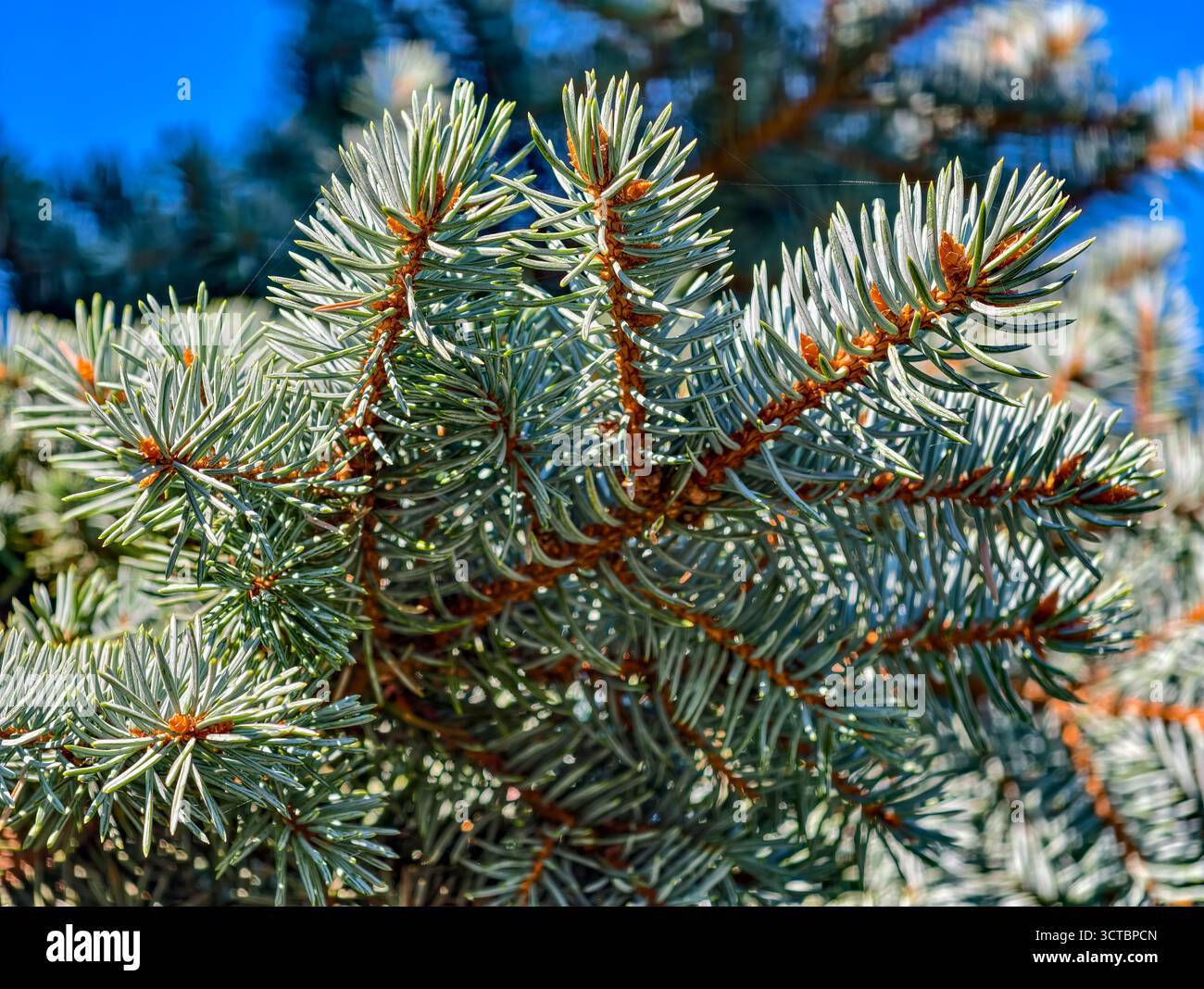 Primo piano ad abete rosso blu ad altissima risoluzione con aghi argentati e rami radiali: Sfondo di qualità per la natura e il design Foto Stock