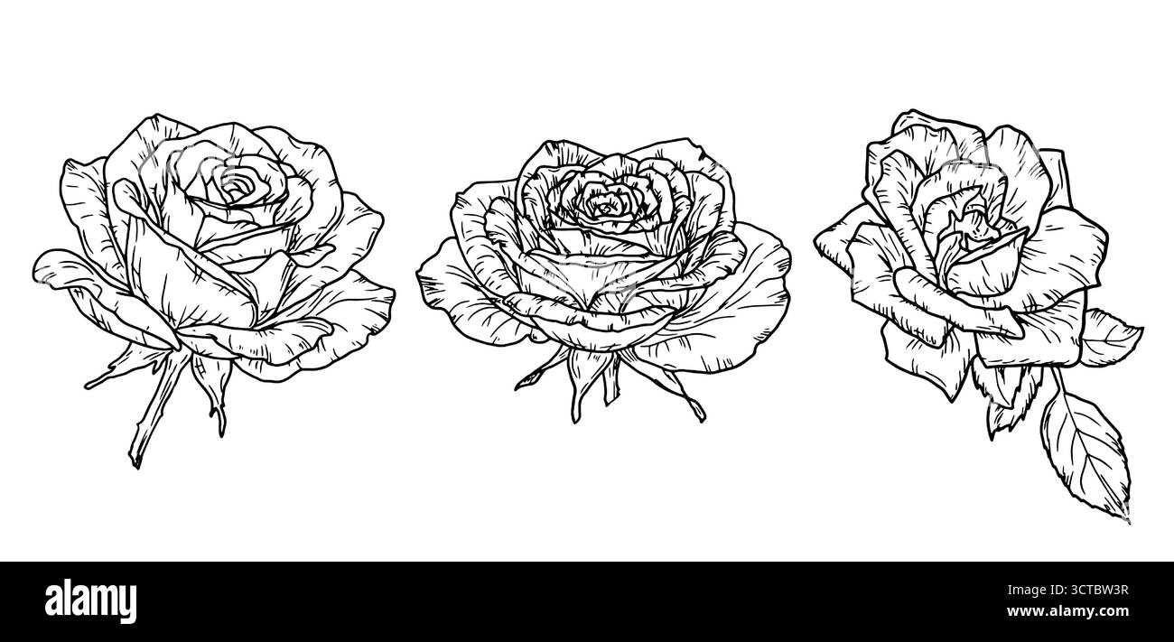 Una rosa con un bocciolo e foglie, un fiore da giardino, schizzo. Illustrazione vettoriale. Un set di fiori con delicati petali, isolati su sfondo bianco. Per Illustrazione Vettoriale