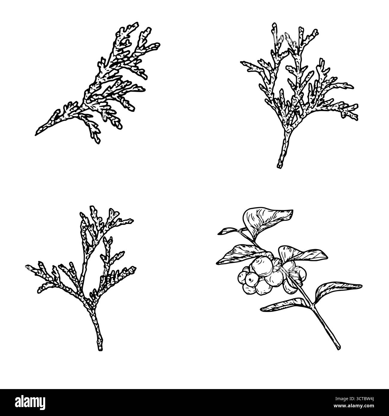 Juniper e snowberry, sketch in bianco e nero. Illustrazione vettoriale. Serie di rami invernali, isolati su sfondo bianco. Concetto per l'anno nuovo, regalo Illustrazione Vettoriale