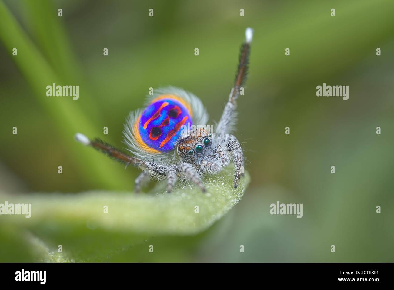 Un ragno pavone maschile (Maratus speciosus; il ragno pavone costiero) che danza per impressionare il ragno femminile. Foto Stock Un ragno pavone maschile (Maratus speciosus; il ragno pavone costiero) che danza per impressionare il ragno femminile. Foto Stock