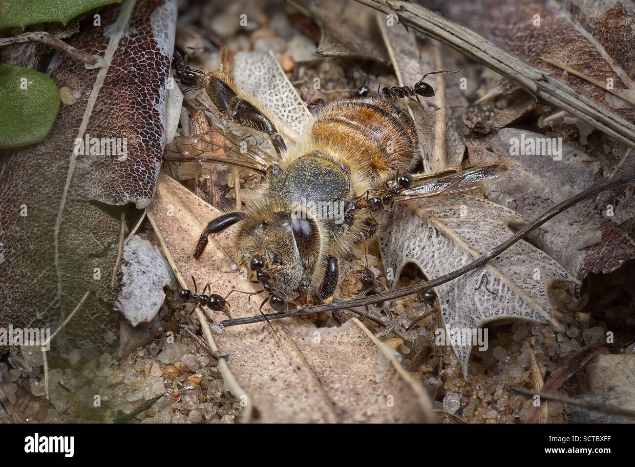 Formiche sul fondo della foresta che iniziano a rimuovere il corpo di un'ape morta. Foto Stock Formiche sul fondo della foresta che iniziano a rimuovere il corpo di un'ape morta. Foto Stock