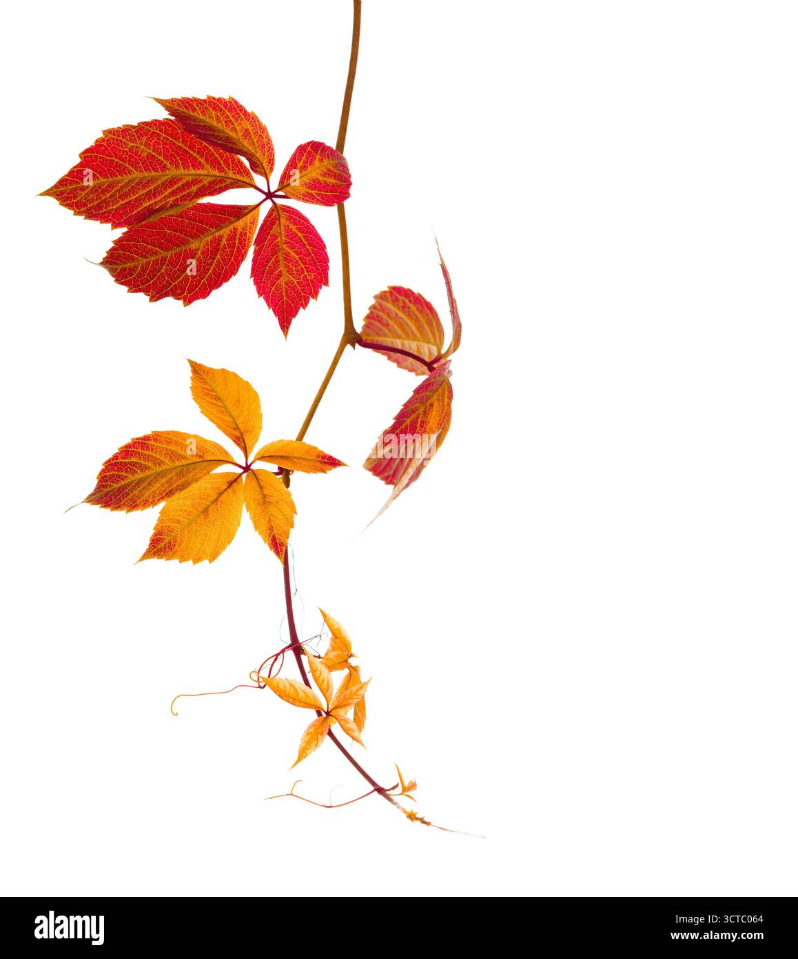 Ramo autunnale di edera a cinque foglie (Parthenocissus quinquefolia) con foglie rosso-arancio isolate su sfondo bianco. Foto Stock