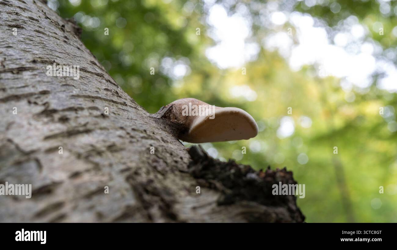 Fomitopsis betulina (precedentemente Piptoporus betulinus), comunemente noto come il polipo di betulla, staffa di betulla, o strop di rasoio, è un fungo comune della staffa Foto Stock
