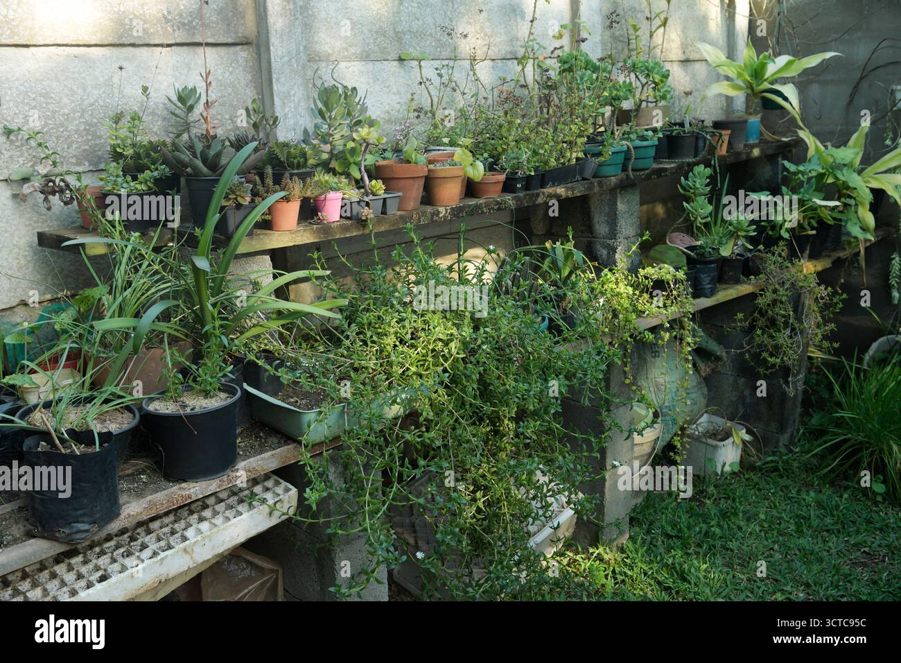 Giardiniere hobby, file di piante nel vivaio domestico, preparazione della piantagione, coltivazione delle piante, interesse personale, attività all'aperto Foto Stock