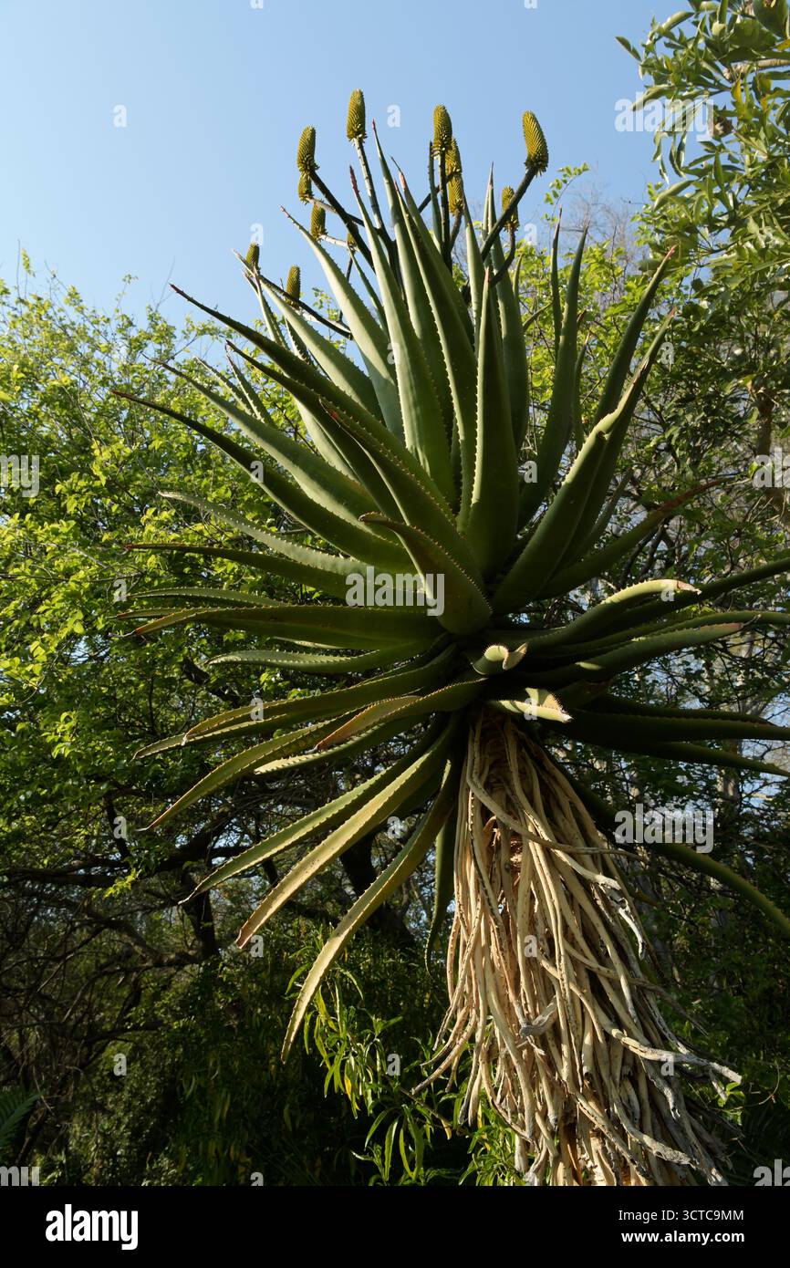 Iconica pianta succulenta di Savanna africana, Aloe di montagna, Aloe marlothii, utilizzata come medicina popolare tradizionale, anch'essa piantata nei giardini Foto Stock