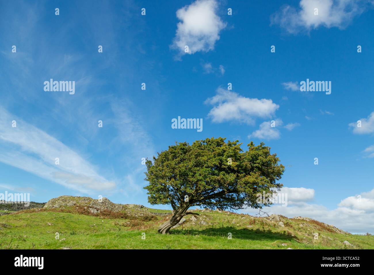 Biancospino solitario sulle colline sopra Cartmel, Cumbria, Inghilterra Foto Stock