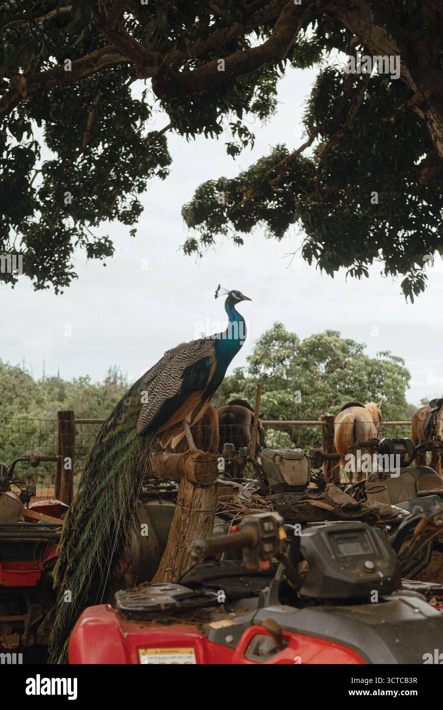 Pavone arroccato su palo sopra ATV e cavalli nella rustica fattoria di Maui Foto Stock