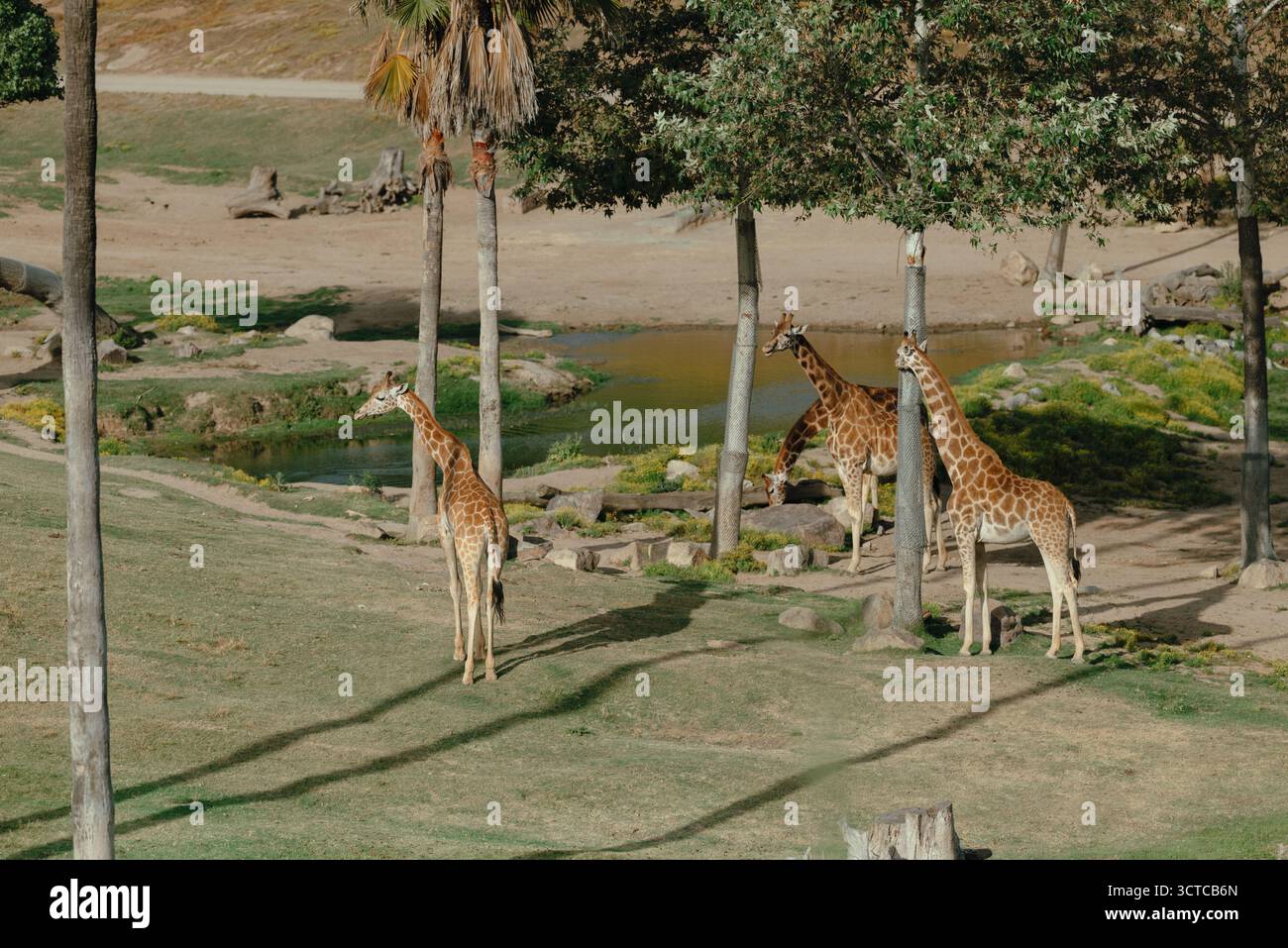 Un gruppo di giraffe pascolano pacificamente vicino a un pozzo d'acqua Foto Stock