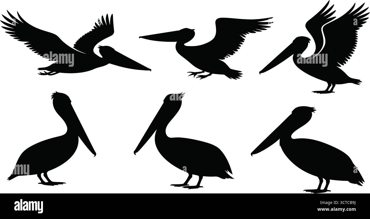 Silhouette in pellicano nero: Pose di uccelli volanti e in piedi per fauna selvatica, ornitologia, studio della natura e design artistico Illustrazione Vettoriale Silhouette in pellicano nero: Pose di uccelli volanti e in piedi per fauna selvatica, ornitologia, studio della natura e design artistico Illustrazione Vettoriale