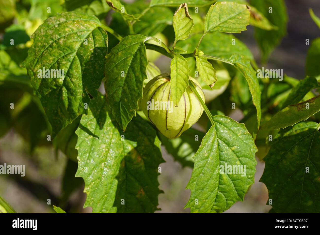 Frutti di pomodoro, pomodoro buccia messicano (Physalis philadelphica). Famiglia nightshades, Solanaceae. Ottobre, Paesi Bassi. Foto Stock