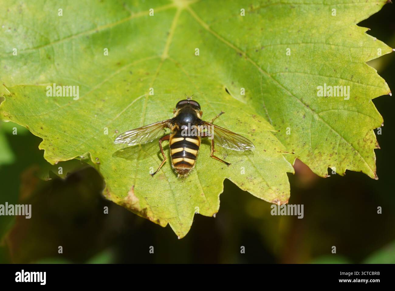 Ravvicinato hoverfly, volo con laghetti gialli, Sericomyia silentis, famiglia Syrphidae. Su una foglia d'uva. Giardino olandese, autunno, settembre, Paesi Bassi Foto Stock