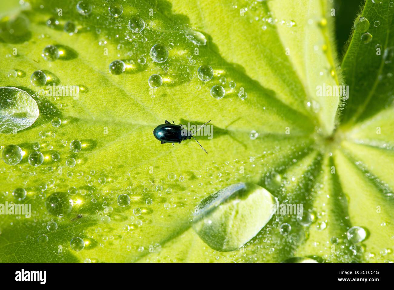 Piccolo insetto nero che strizza su una grande foglia verde con gocce d'acqua in primo piano alla luce del sole, piccolo insetto nel mondo grande, biodiversità macro Foto Stock