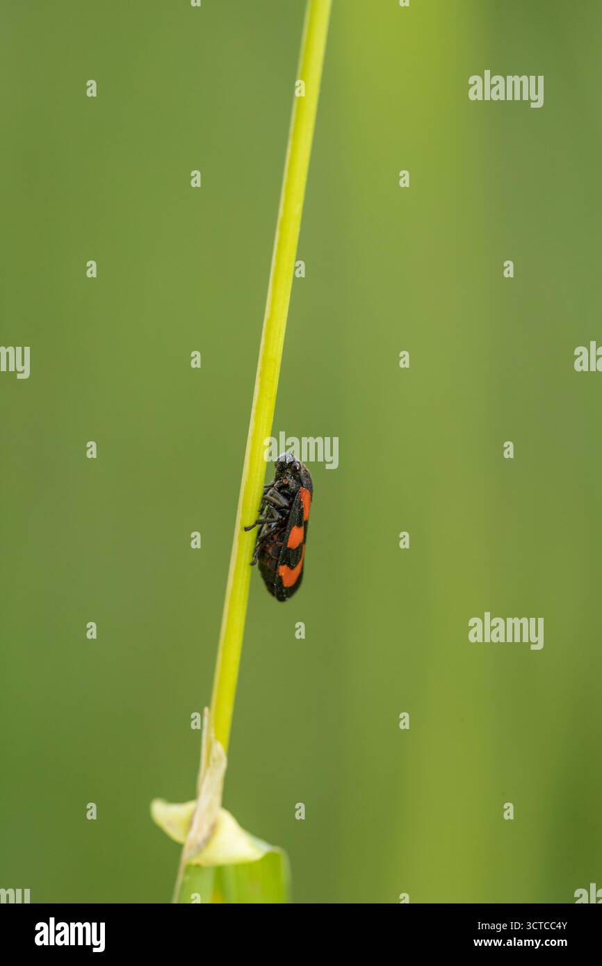 Minuscolo rana rossa (Cercopis vulnerata) appoggiato sul gambo, sfondo verde sfocato dietro con spazio di copia, sfondo verticale verde e insetto rosso Foto Stock