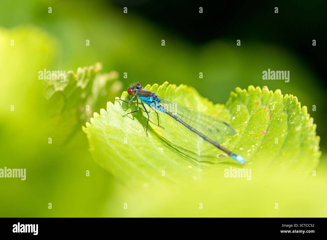 Damigella blu che riposa sul primo piano della foglia verde una calda giornata estiva, colorata immagine di insetti Foto Stock