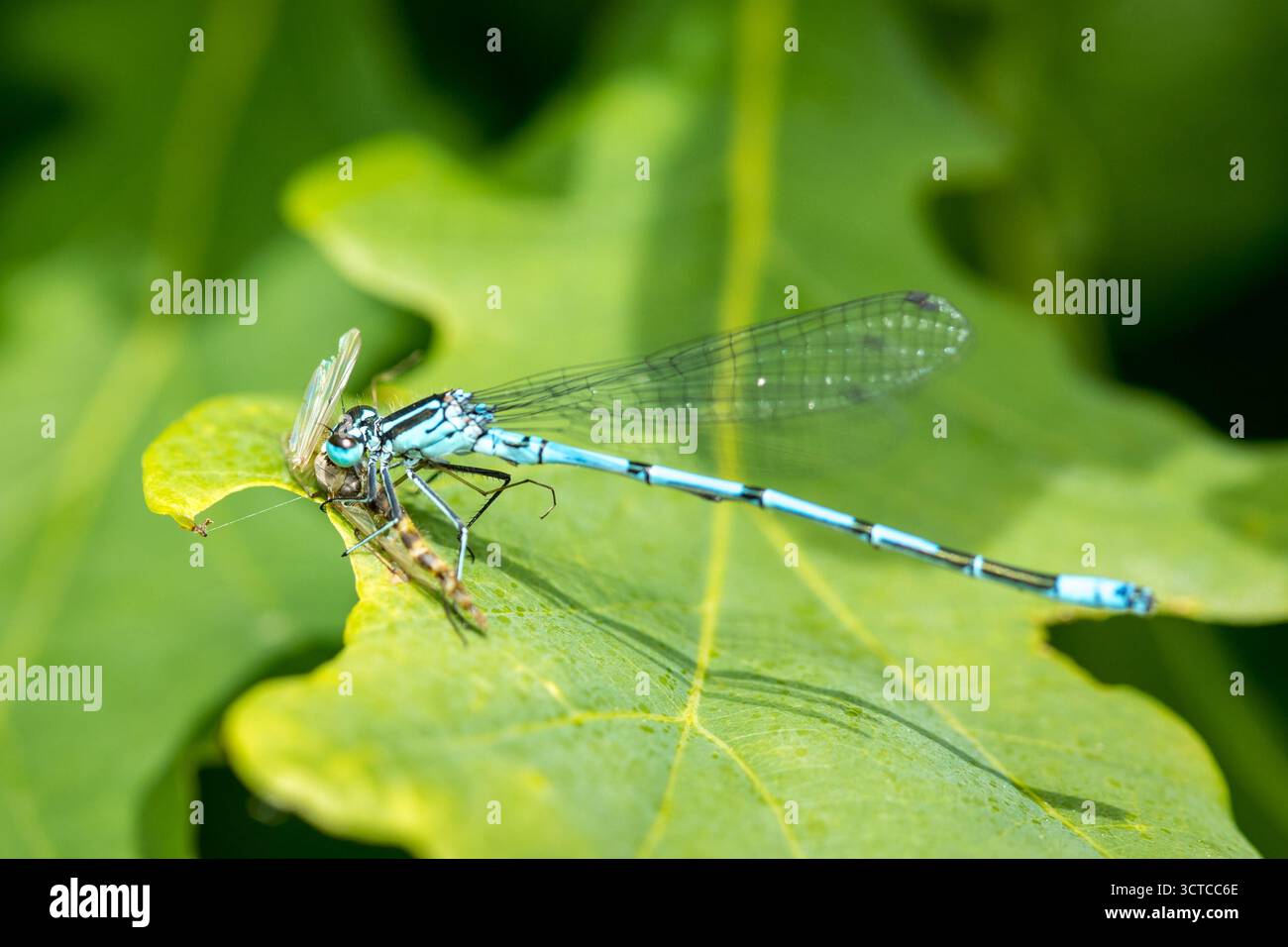 La mosca blu mangia preda su una foglia verde alla luce del sole in dettaglio, insetti predatori che mangiano prede, foto di insetti macro, Foto Stock
