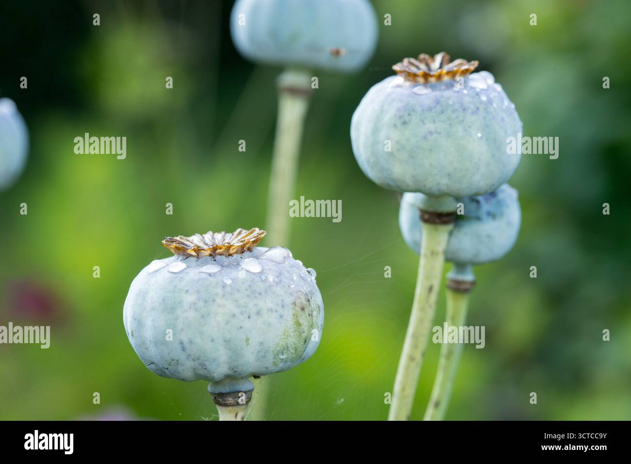 Foto botanica di petali somniferum di papaver in fiore con gocce d'acqua in giardino nel primo piano della luce del sole soffusa, sfondo floreale con sfondo sfocato dietro Foto Stock