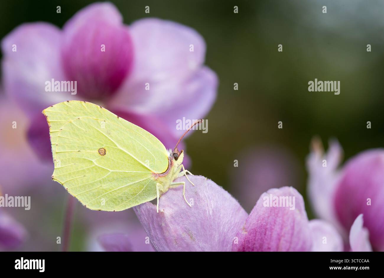 Farfalla gialla di Brimstone (Gonepteryx rhamni) su delicato fiore viola con sfondo sfocato con spazio copia, sfondo naturale a farfalla Foto Stock