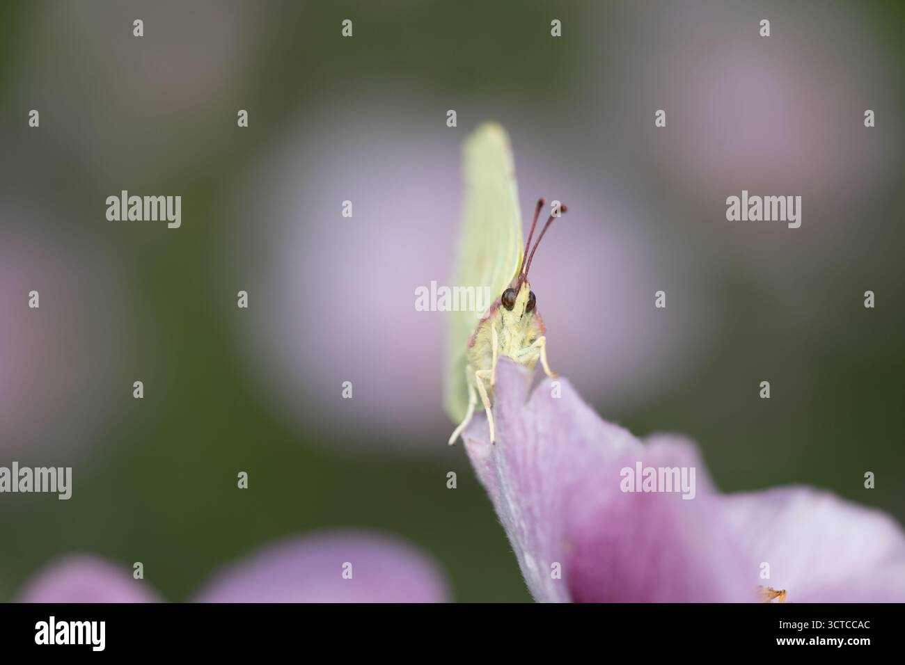 Farfalla gialla di Brimstone (Gonepteryx rhamni) su delicato fiore viola con sfondo sfocato con spazio copia, sfondo naturale a farfalla Foto Stock