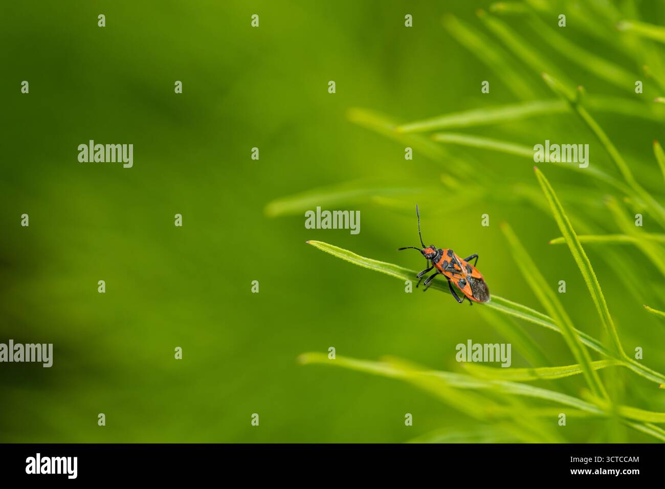 Insetto alla cannella appoggiato su un unico stelo verde su sfondo verde sfocato, piccolo insetto nel mondo grande, insetto isolato nel verde Foto Stock