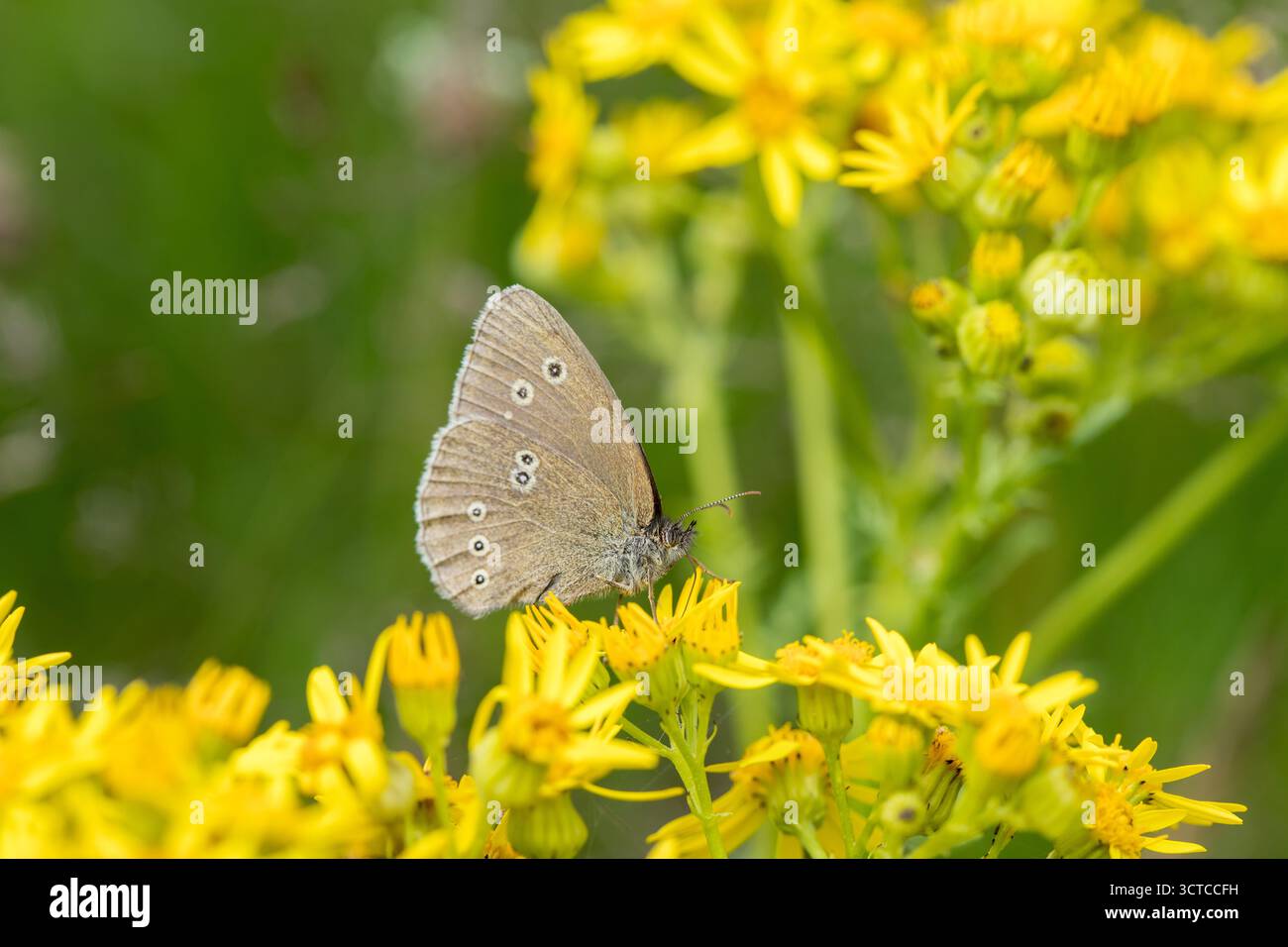 La farfalla di Ringlet si ferma su un fiore giallo brillante in un primo piano morbido e leggero, delicata farfalla che si nutre del nettare dal fiore, Foto Stock