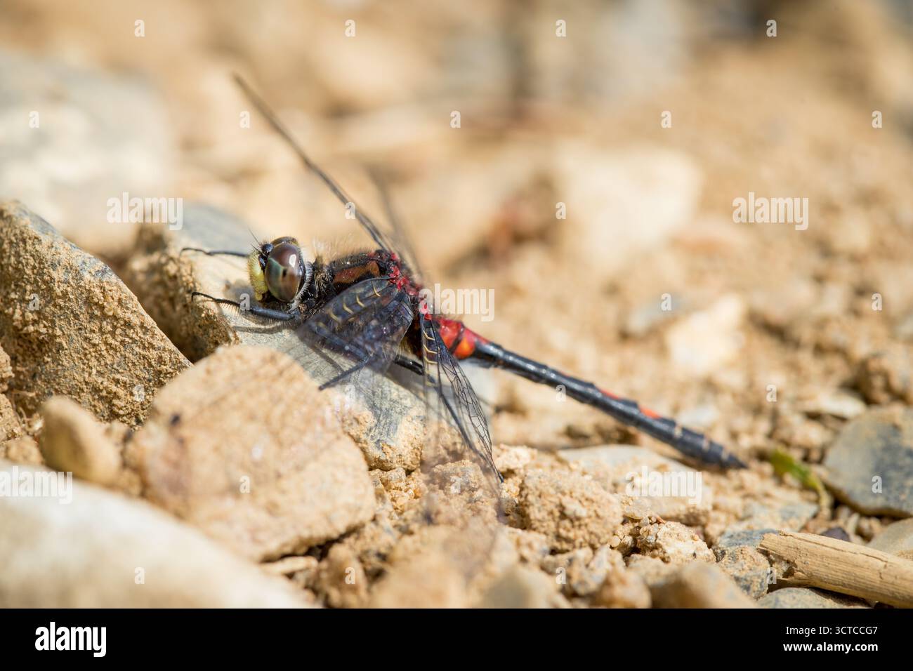 Dragonfly (Leucorrhinia pectoralis) che riposa su pietra calda una giornata estiva , insetti di biodiversità, delicata creatura naturale, primo piano di dragonfly Foto Stock