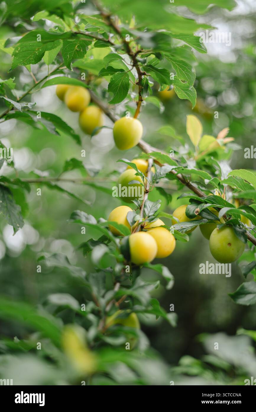 Prugne mature in giardino Foto Stock