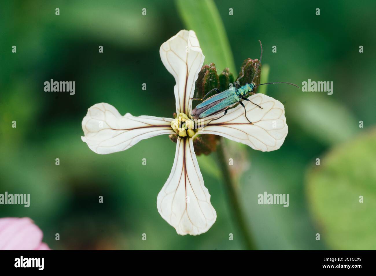 Scarabeo verde su macro di fiori selvatici bianchi Foto Stock