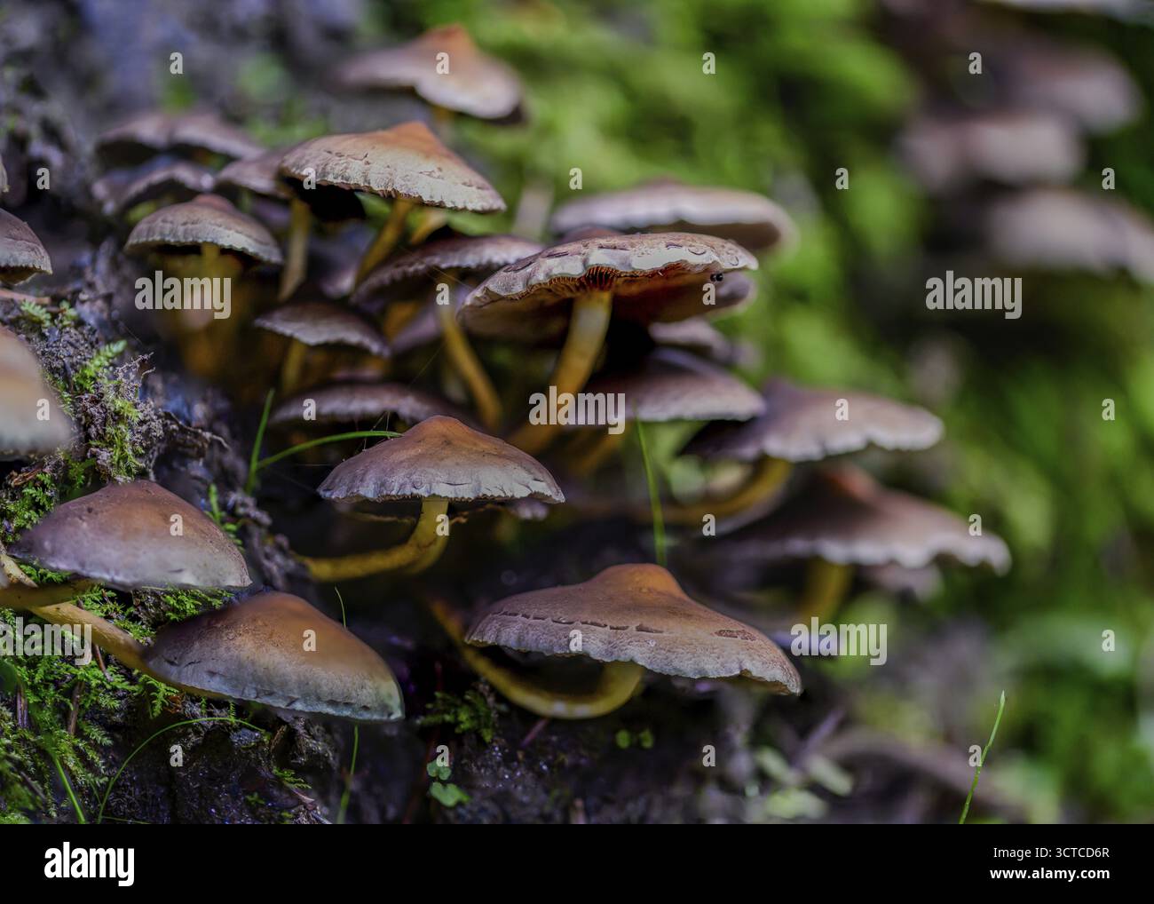 Un gruppo di funghi bruni cresce lucentemente su un ceppo d'albero, circondato da muschio fresco. Siamo in autunno e le condizioni di luce sono morbide e naturali. Perlbac Foto Stock