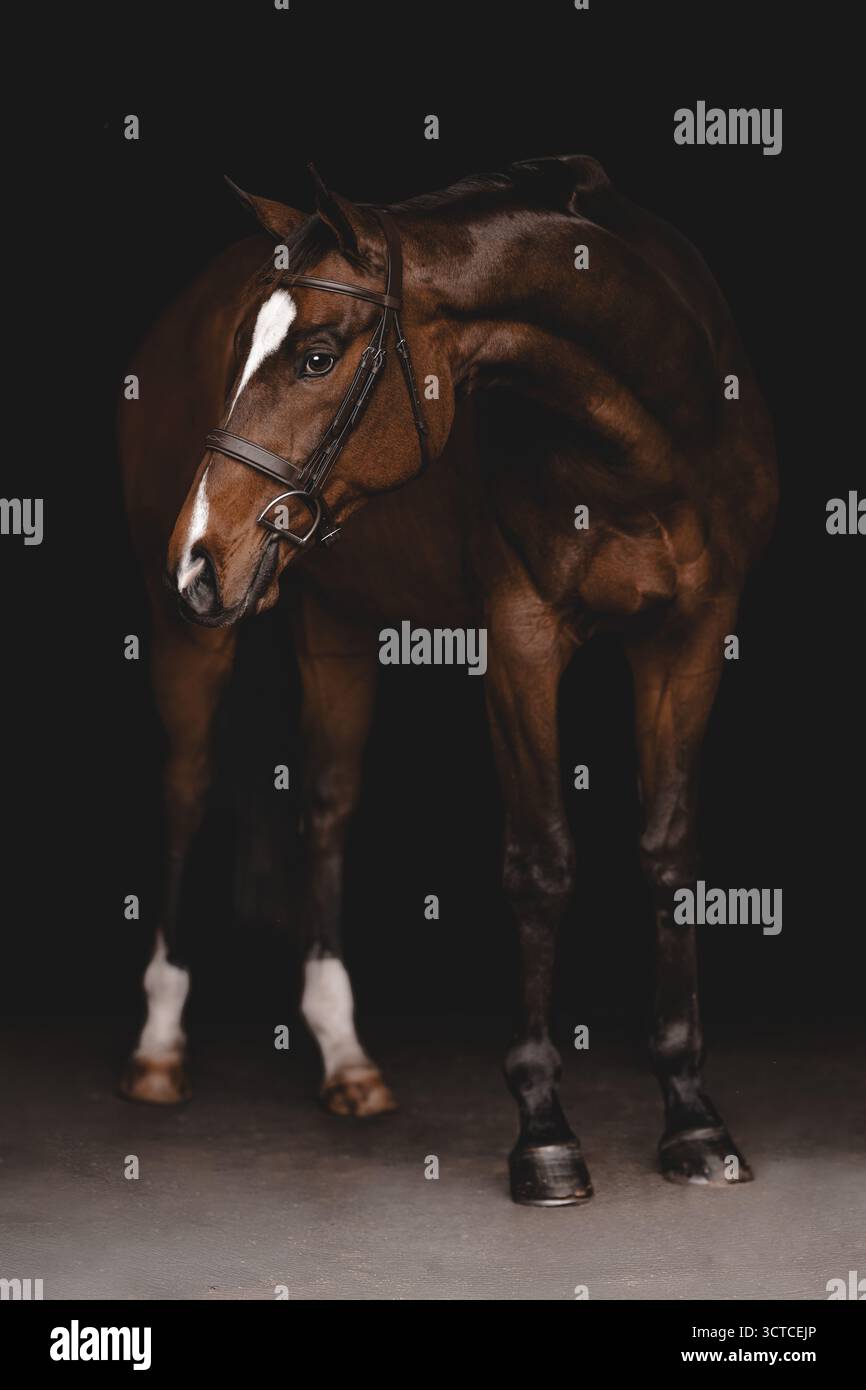 Cavallo purosangue della baia in piedi con sfondo nero Studio Ritratto Foto Stock